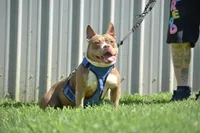 Coco, a female American Bully for sale in Fayetteville, TN – 4 of 5