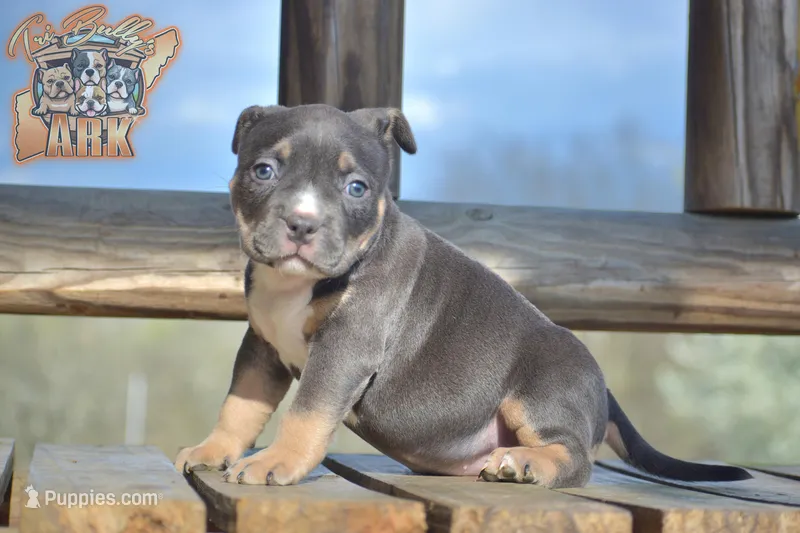 Ferragamo "Farrah" – American Bully puppy for sale in Fayetteville, TN