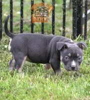 Ferragamo "Farrah", a female American Bully for sale in Fayetteville, TN – 6 of 6