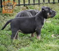 Ferragamo "Farrah", a female American Bully for sale in Fayetteville, TN – 5 of 6