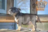 Ferragamo "Farrah", a female American Bully for sale in Fayetteville, TN – 3 of 6