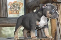 Ferragamo "Farrah", a female American Bully for sale in Fayetteville, TN – 2 of 6