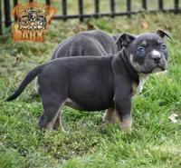 Ferragamo "Farrah", a female American Bully for sale in Fayetteville, TN – 4 of 6