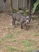 Donatella "Donnie", a male American Bully for sale in Fayetteville, TN – 5 of 7