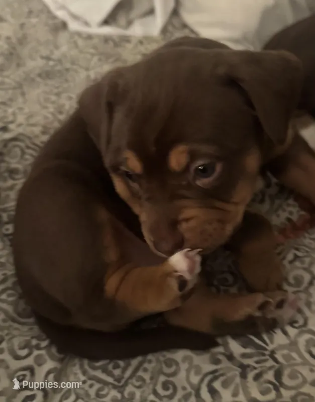 Mags  – American Pit Bull Terrier, Beagle puppy for sale in Lakewood Ranch, FL