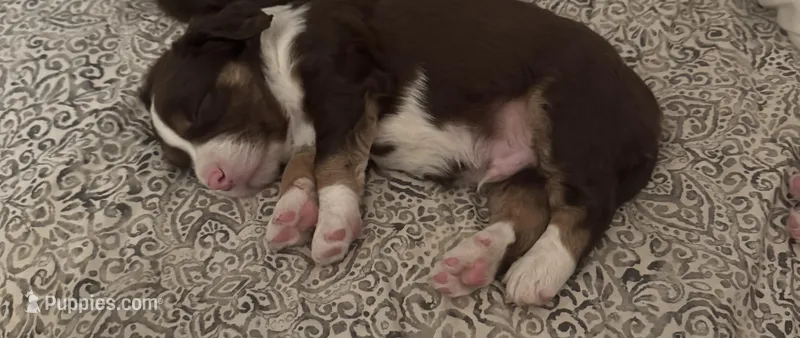 Squints – American Pit Bull Terrier, Beagle puppy for sale in Lakewood Ranch, FL