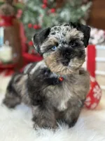Black/Tan Merle Boy, a male Miniature Schnauzer for sale in Jacksonville, TX – Photo 1 of 3