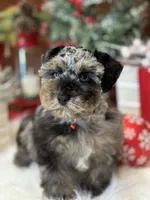 Black/Tan Merle Boy, a male Miniature Schnauzer for sale in Jacksonville, TX – Photo 3 of 3