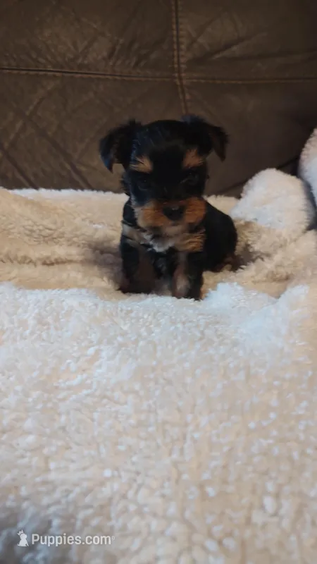 Baby, a female Yorkshire Terrier for sale in Jacksonville, TX – Photo 1 of 4