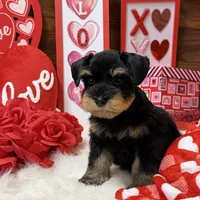 J J, a male Miniature Schnauzer for sale in Jacksonville, TX – Photo 1 of 3