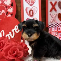 J J, a male Miniature Schnauzer for sale in Jacksonville, TX – Photo 3 of 3