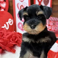 J J, a male Miniature Schnauzer for sale in Jacksonville, TX – Photo 2 of 3