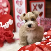 Teddy, a male Miniature Schnauzer for sale in Jacksonville, TX – Photo 2 of 3