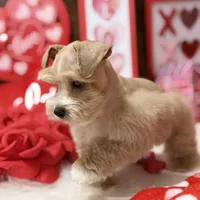 Teddy, a male Miniature Schnauzer for sale in Jacksonville, TX – Photo 3 of 3