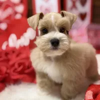 Teddy, a male Miniature Schnauzer for sale in Jacksonville, TX – Photo 1 of 3