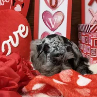Sadie , a female Miniature Schnauzer for sale in Jacksonville, TX – Photo 4 of 4