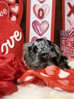 Sadie , a female Miniature Schnauzer for sale in Jacksonville, TX – Photo 4 of 4