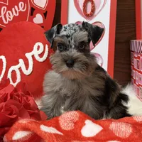 Sadie , a female Miniature Schnauzer for sale in Jacksonville, TX – Photo 2 of 4