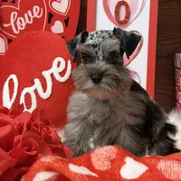 Sadie , a female Miniature Schnauzer for sale in Jacksonville, TX – Photo 1 of 4