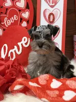 Sadie , a female Miniature Schnauzer for sale in Jacksonville, TX – Photo 1 of 4