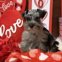 Sadie , a female Miniature Schnauzer for sale in Jacksonville, TX – Photo 3 of 4