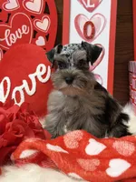 Sadie , a female Miniature Schnauzer for sale in Jacksonville, TX – Photo 3 of 4