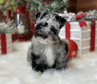 Blue Merle Boy, a male Miniature Schnauzer for sale in Jacksonville, TX – Photo 1 of 4