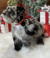 Blue Merle Boy, a male Miniature Schnauzer for sale in Jacksonville, TX – Photo 4 of 4