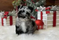 Blue Merle Boy, a male Miniature Schnauzer for sale in Jacksonville, TX – Photo 2 of 4