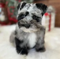 Blue Merle Boy, a male Miniature Schnauzer for sale in Jacksonville, TX – Photo 3 of 4