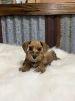 Red pepper Female, a female Miniature Schnauzer for sale in Jacksonville, TX – 2 of 2