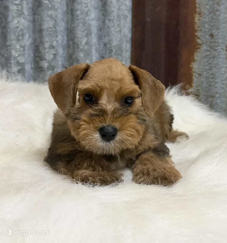 Red pepper Female – Miniature Schnauzer puppy for sale in Jacksonville, TX