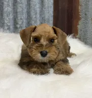 Red pepper Female, a female Miniature Schnauzer for sale in Jacksonville, TX – 1 of 2