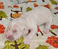 Phoebe, a female Golden Cocker Retriever for sale in Madisonville, TN – Photo 3 of 4