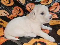 Phoebe, a female Golden Cocker Retriever for sale in Madisonville, TN – Photo 1 of 4