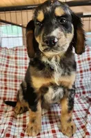 Levi, a male Golden Cocker Retriever for sale in Madisonville, TN – Photo 8 of 10