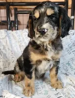 Levi, a male Golden Cocker Retriever for sale in Madisonville, TN – Photo 9 of 10
