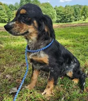 Levi, a male Golden Cocker Retriever for sale in Madisonville, TN – Photo 4 of 10