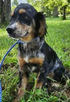 Levi, a male Golden Cocker Retriever for sale in Madisonville, TN – Photo 6 of 10