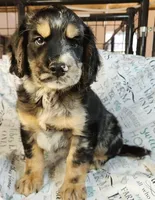 Levi, a male Golden Cocker Retriever for sale in Madisonville, TN – Photo 10 of 10