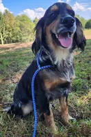 Levi, a male Golden Cocker Retriever for sale in Madisonville, TN – Photo 2 of 10