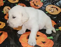 Apollo, a male Golden Cocker Retriever for sale in Madisonville, TN – Photo 7 of 10