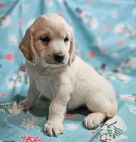 Apollo, a male Golden Cocker Retriever for sale in Madisonville, TN – Photo 3 of 10