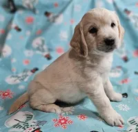 Apollo, a male Golden Cocker Retriever for sale in Madisonville, TN – Photo 4 of 10