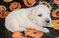 Apollo, a male Golden Cocker Retriever for sale in Madisonville, TN – Photo 8 of 10