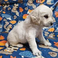 Apollo, a male Golden Cocker Retriever for sale in Madisonville, TN – Photo 5 of 10