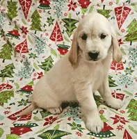 Apollo, a male Golden Cocker Retriever for sale in Madisonville, TN – Photo 1 of 10