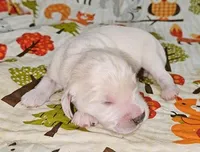 Apollo, a male Golden Cocker Retriever for sale in Madisonville, TN – Photo 9 of 10