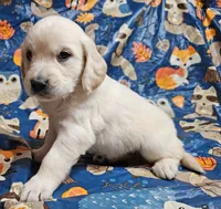 Apollo, a male Golden Cocker Retriever for sale in Madisonville, TN – Photo 6 of 10
