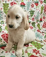 Apollo, a male Golden Cocker Retriever for sale in Madisonville, TN – Photo 2 of 10